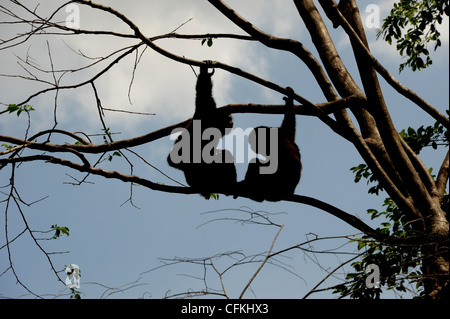 Silhouette of two gibbons sitting on a branch high up in the tree. Thailand Stock Photo