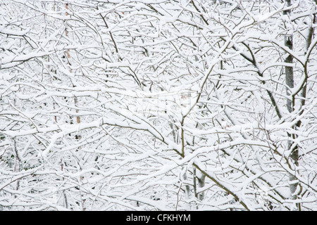 Winter woodland with snow Brentwood Essex, UK LA005559 Stock Photo