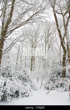 Winter woodland with snow Brentwood Essex, UK LA005567 Stock Photo