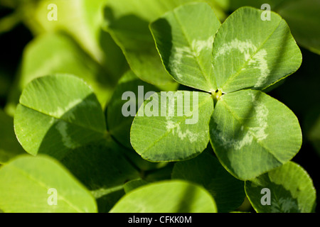 Four-leaf clover Stock Photo