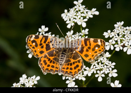Map butterfly (Araschnia levana) on Cow Parsley (Anthriscus sylvestris). Stock Photo