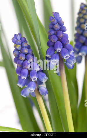 muscari or grape hyacinth flowers Stock Photo