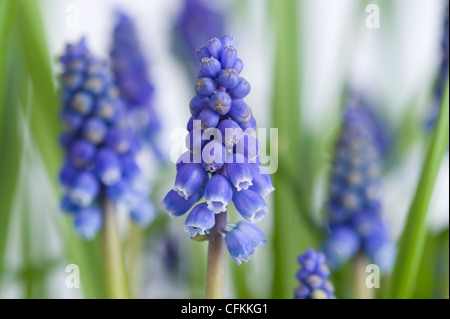 muscari or grape hyacinth plants in flower Stock Photo