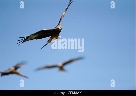 three red kites in flight Stock Photo