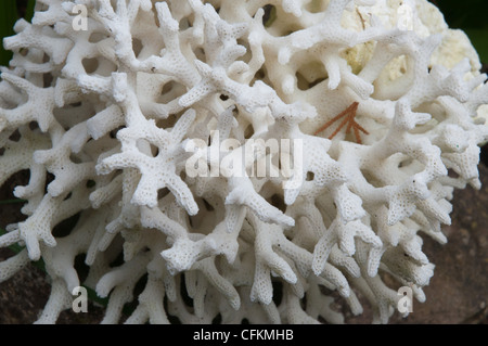 white coral (Changle mushroom) (Clavulina coralloides) Stock Photo