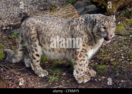 Snow Leopard (uncia uncia) Indeever, Marwell Wildlife, UK Stock Photo