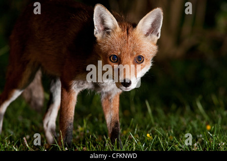 Red Fox, Vulpes vulpes, staring intently at the viewer at night showing excellent detail. Sussex garden, UK Stock Photo
