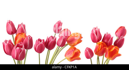 Tulips on a white background. Clipping path Stock Photo