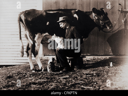 Old Man Feeding a Cat from a Cow Stock Photo