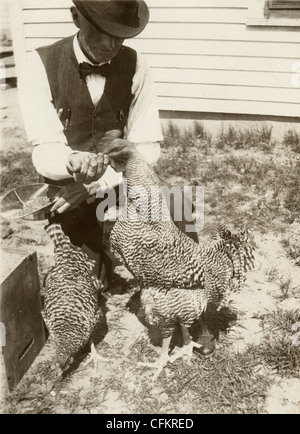 Middle Aged Man Feeding Roosters by Hand Stock Photo