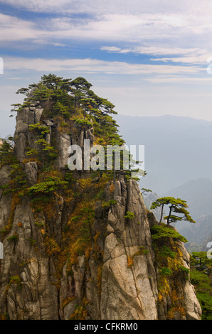 Pine trees growing on Stalagmite Peak on Yellow Mountain Huangshan China Stock Photo