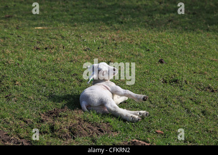 A little lamb is laying in the sun Stock Photo