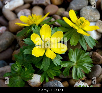 The bright yellow flowers of  winter flowering Aconite in a garden on a shingle path Stock Photo