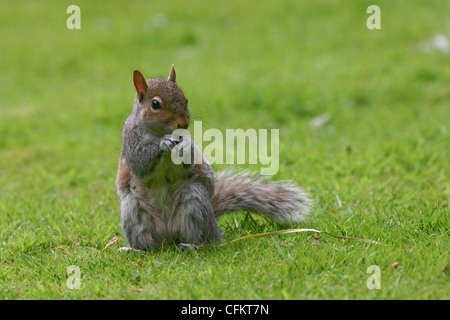 Cute funny Grey Gray Squirrel Sciurus carolinensis Eating Nuts Stock Photo