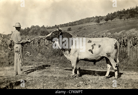 Farmer Leading a Bull by the Nose Stock Photo