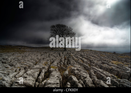 Lonelieness - the iconic Malham Ash growing through the limestone pavement in the Yorkshire Dales National Park Stock Photo