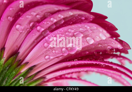 Studio close-up of gerbera daisy Stock Photo
