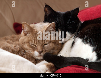 A pair of short-haired domestic cats asleep together indoors UK Stock Photo
