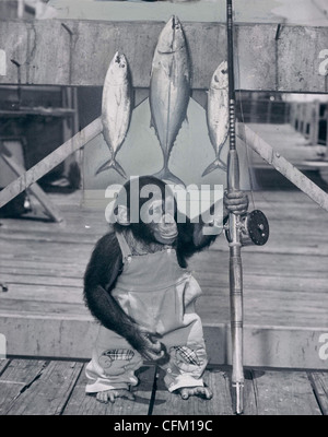 Monkey fishing rod hi-res stock photography and images - Alamy