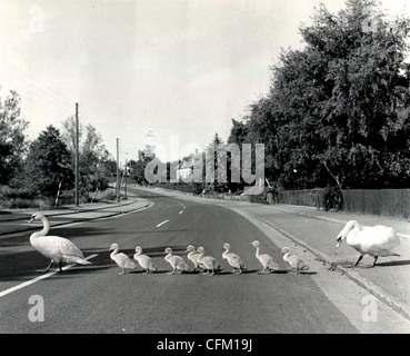 Family of Swans Crossing the Road Stock Photo