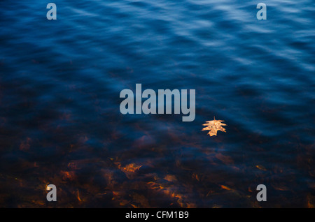 USA, Pennsylvania, Poconos, Leaf floating on water Stock Photo