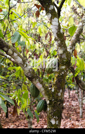 Cacao pods on a tree,Dukoue,Ivory Coast ,Côte d'Ivoire,West Africa Stock Photo