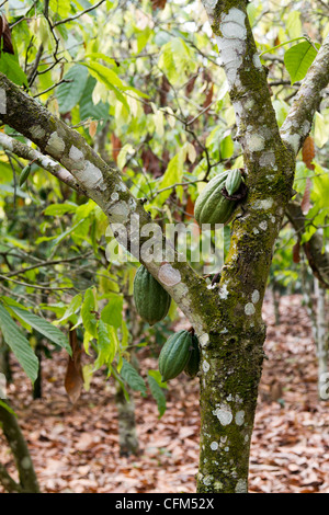 Cacao pods on a tree,Dukoue,Ivory Coast ,Côte d'Ivoire,West Africa Stock Photo
