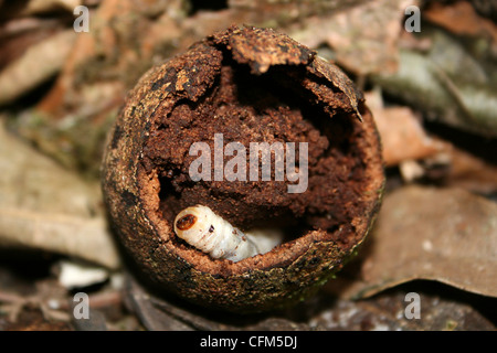 A White Grub Feeding In The Poisonous Decomposed Manzanillo de la Muerte Fruit (Little Apple of Death) Of The Manchineel Tree Stock Photo