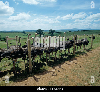 Several female ostriches behind a high wire fence in an enclosure Stock Photo
