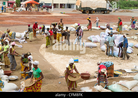 Women sorting beans of cacao on the village square in Duekoue, Ivory Coast ,Republic of Cote d'Ivoire ,West Africa Stock Photo