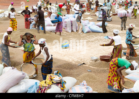 Women sorting beans of cacao on the village square in Duekoue, Ivory Coast ,Republic of Cote d'Ivoire ,West Africa Stock Photo