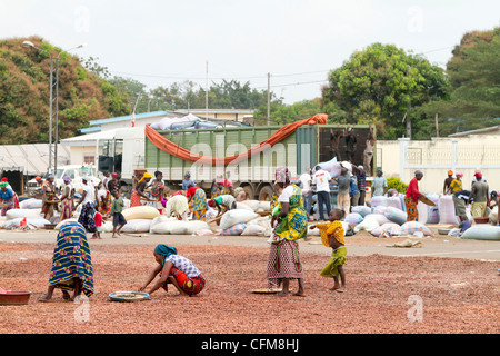 Women sorting beans of cacao on the village square in Duekoue, Ivory Coast ,Republic of Cote d'Ivoire ,West Africa Stock Photo