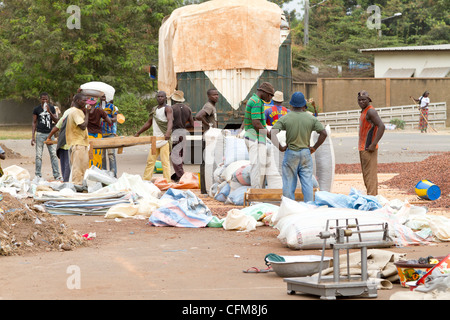 Women sorting beans of cacao on the village square in Duekoue, Ivory Coast ,Republic of Cote d'Ivoire ,West Africa Stock Photo