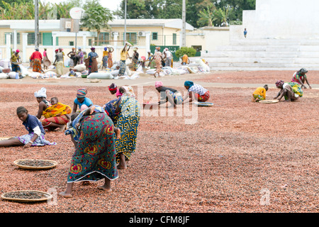 Women sorting beans of cacao on the village square in Duekoue, Ivory Coast ,Republic of Cote d'Ivoire ,West Africa Stock Photo