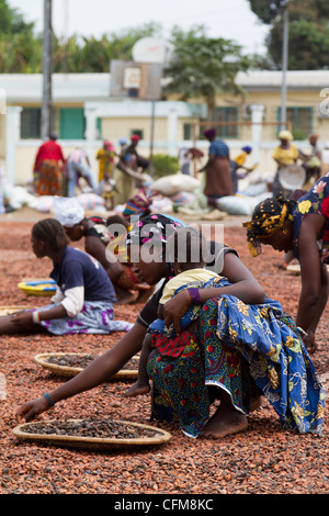 Women sorting beans of cacao on the village square in Duekoue, Ivory Coast ,Republic of Cote d'Ivoire ,West Africa Stock Photo