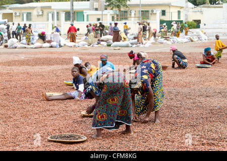 Women sorting beans of cacao on the village square in Duekoue, Ivory Coast ,Republic of Cote d'Ivoire ,West Africa Stock Photo