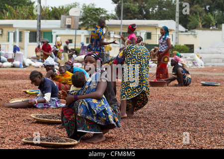 Women sorting beans of cacao on the village square in Duekoue, Ivory Coast ,Republic of Cote d'Ivoire ,West Africa Stock Photo