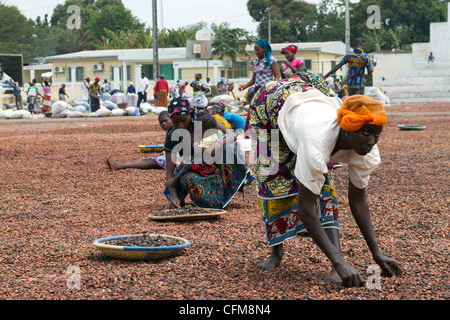 Women sorting beans of cacao on the village square in Duekoue, Ivory Coast ,Republic of Cote d'Ivoire ,West Africa Stock Photo