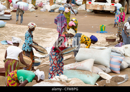 Women sorting beans of cacao on the village square in Duekoue, Ivory Coast ,Republic of Cote d'Ivoire ,West Africa Stock Photo