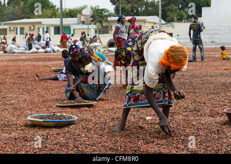 Women sorting beans of cacao on the village square in Duekoue, Ivory Coast ,Republic of Cote d'Ivoire ,West Africa Stock Photo