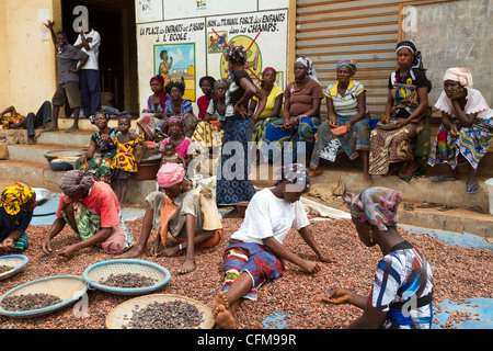 Women sorting  beans of cacao in front of a public notice against the child labor ,Duekoue, Ivory Coast ,Cote d'Ivoire, Stock Photo