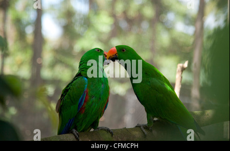 Male Eclectus parrots (Eclectus roratus), The Wildlife Habitat, Port Douglas, Queensland, Australia, Pacific Stock Photo
