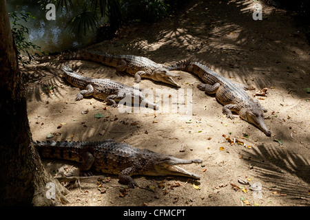 Freshwater crocodiles (Crocodylus johnstoni), The Wildlife Habitat, Port Douglas, Queensland, Australia, Pacific Stock Photo