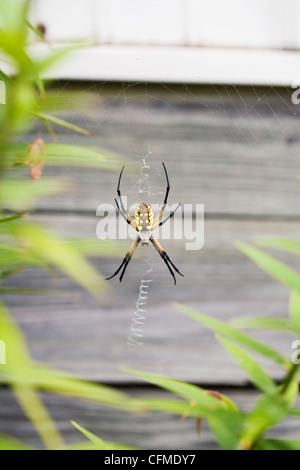 USA, Illinois, Metamora, Garden spider on web Stock Photo