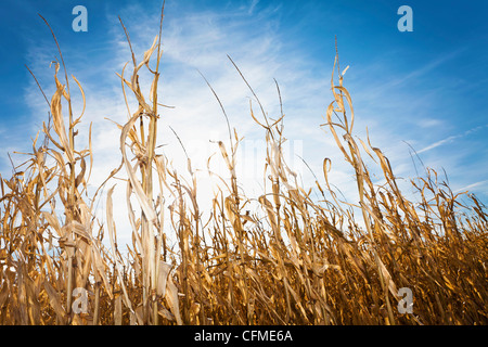 USA, Iowa, Latimer, Field of ripe corn Stock Photo