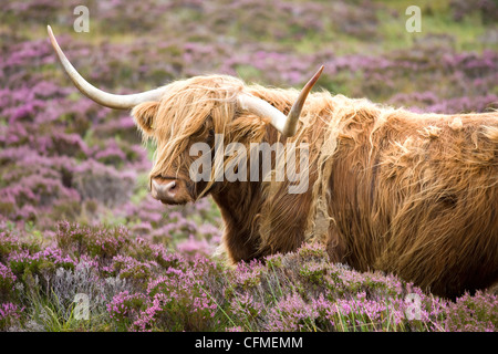 Highland cow grazing among heather near Drinan, on road to Elgol, Isle of Skye, Highlands, Scotland, United Kingdom, Europe
