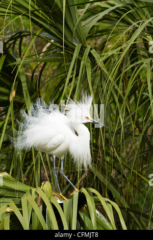 A snowy egret in breeding plumage at the Alligator Farm rookery in St. Augustine, Florida, USA. Stock Photo
