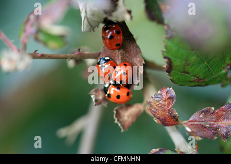 4 ladybirds on a leaf Stock Photo
