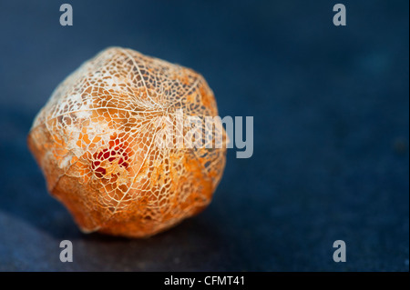 Physalis alkekengi 'Franchetii'. Chinese lantern fruit in decaying papery husk on slate background Stock Photo