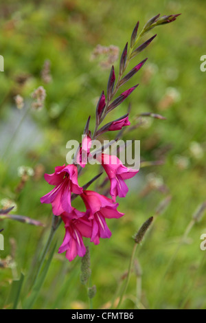Beautiful marsh gladiolus in the gardens of Cornet Castle in St Peters Port Stock Photo